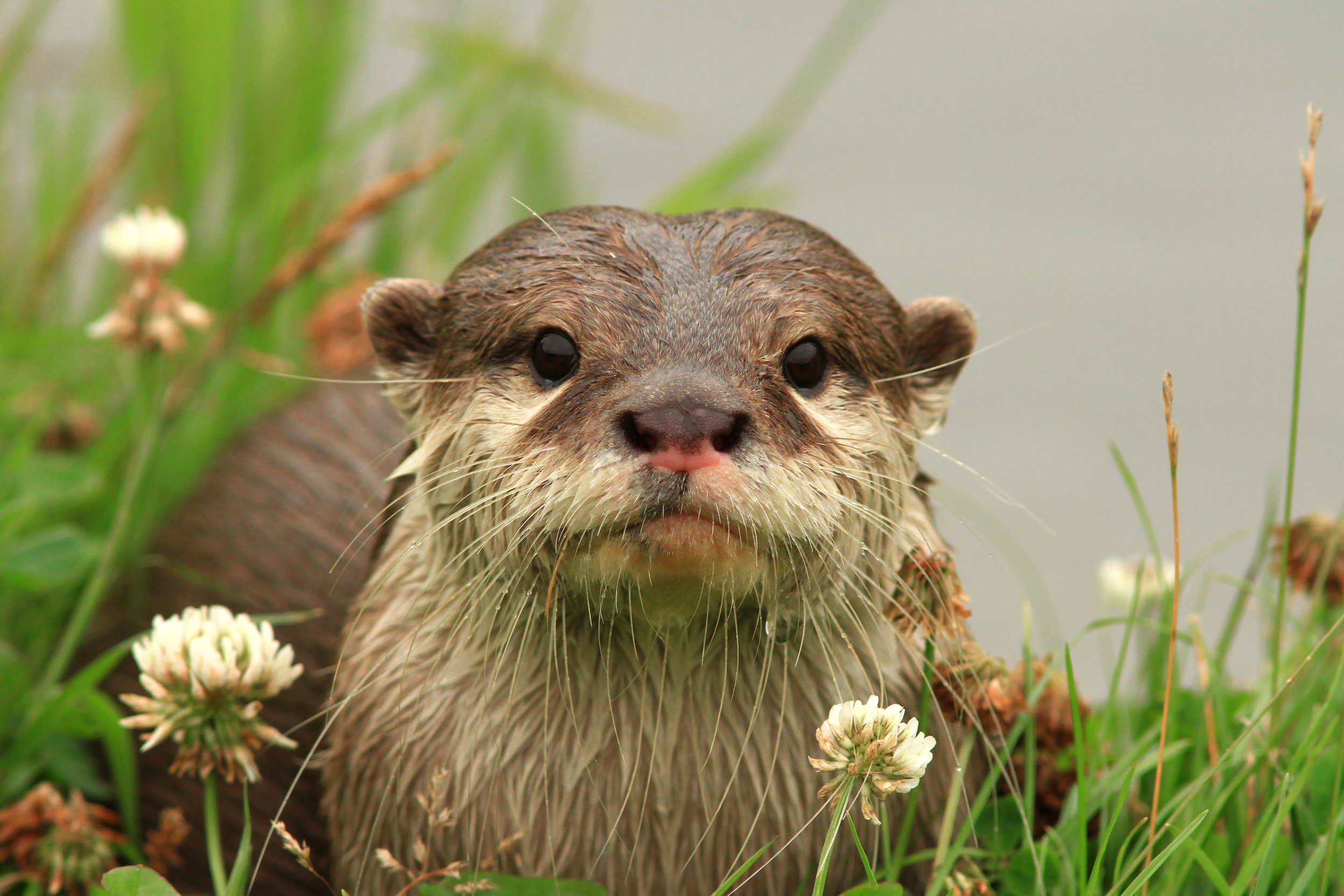 Hairy otter sprays fountain best adult free image