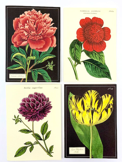 Cavallini Botanical Boxed Blank Note Cards (3.75 x 5.25)