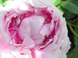index.jpgpeony.jpg