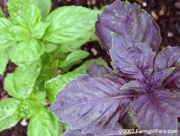 index.jpgbasil.jpg