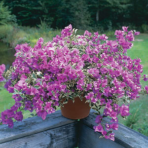 Bouganvillea web.jpg