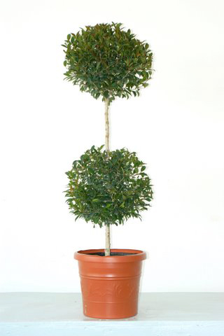 Eugenia topiary web.jpg
