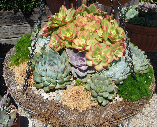 P1050423.jpg