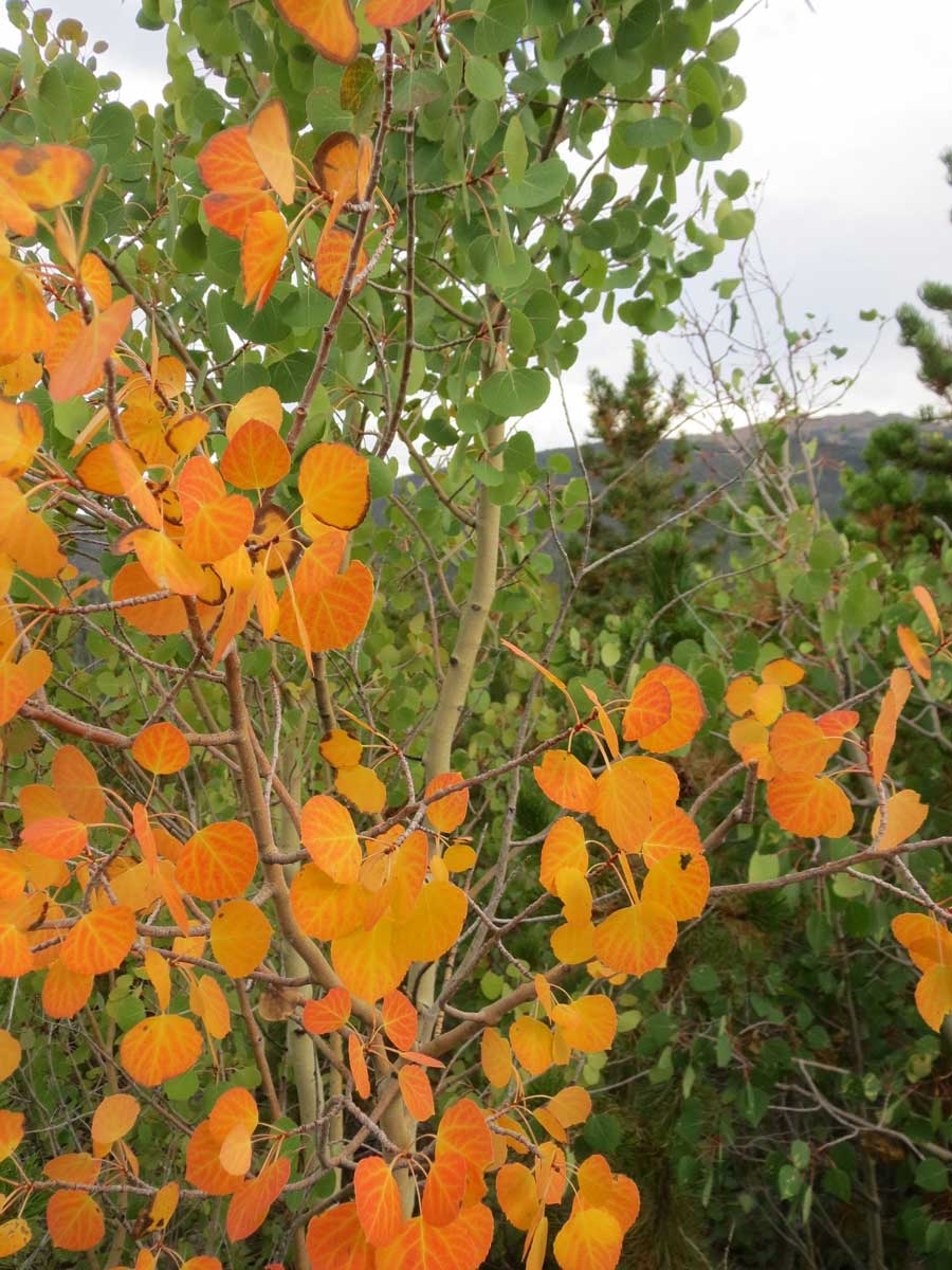 AspensPingree.jpg