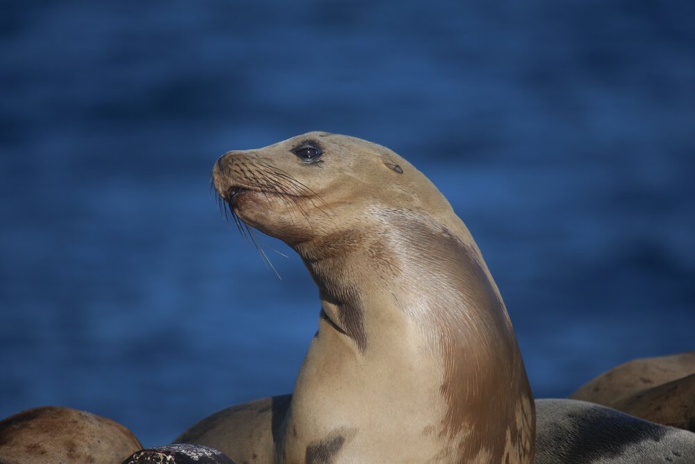 A sea lion - one of the most common selkie forms.
