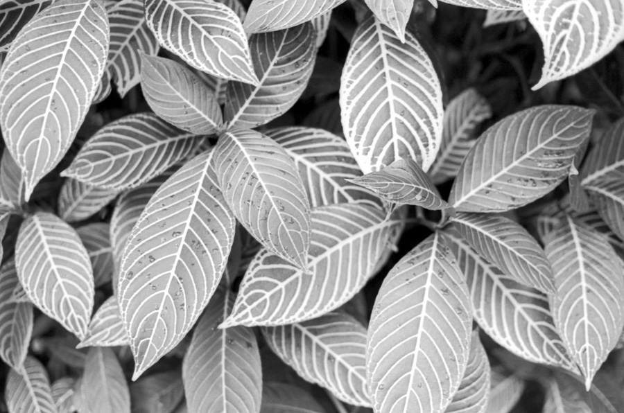 film_photography_260.jpg
