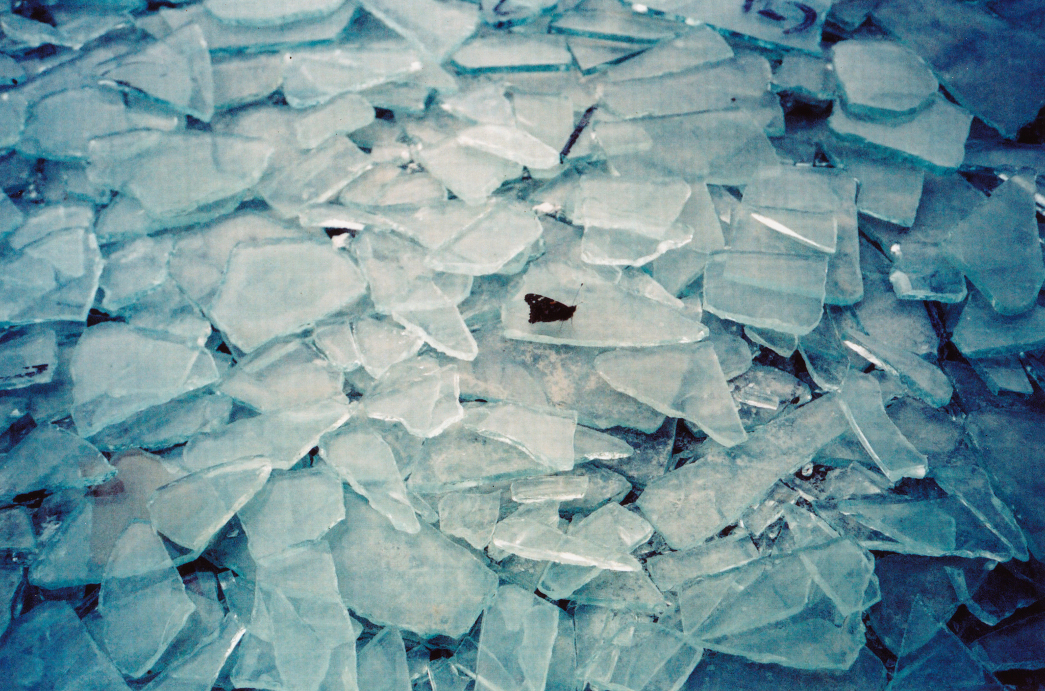 yashicacameracomparison.jpg