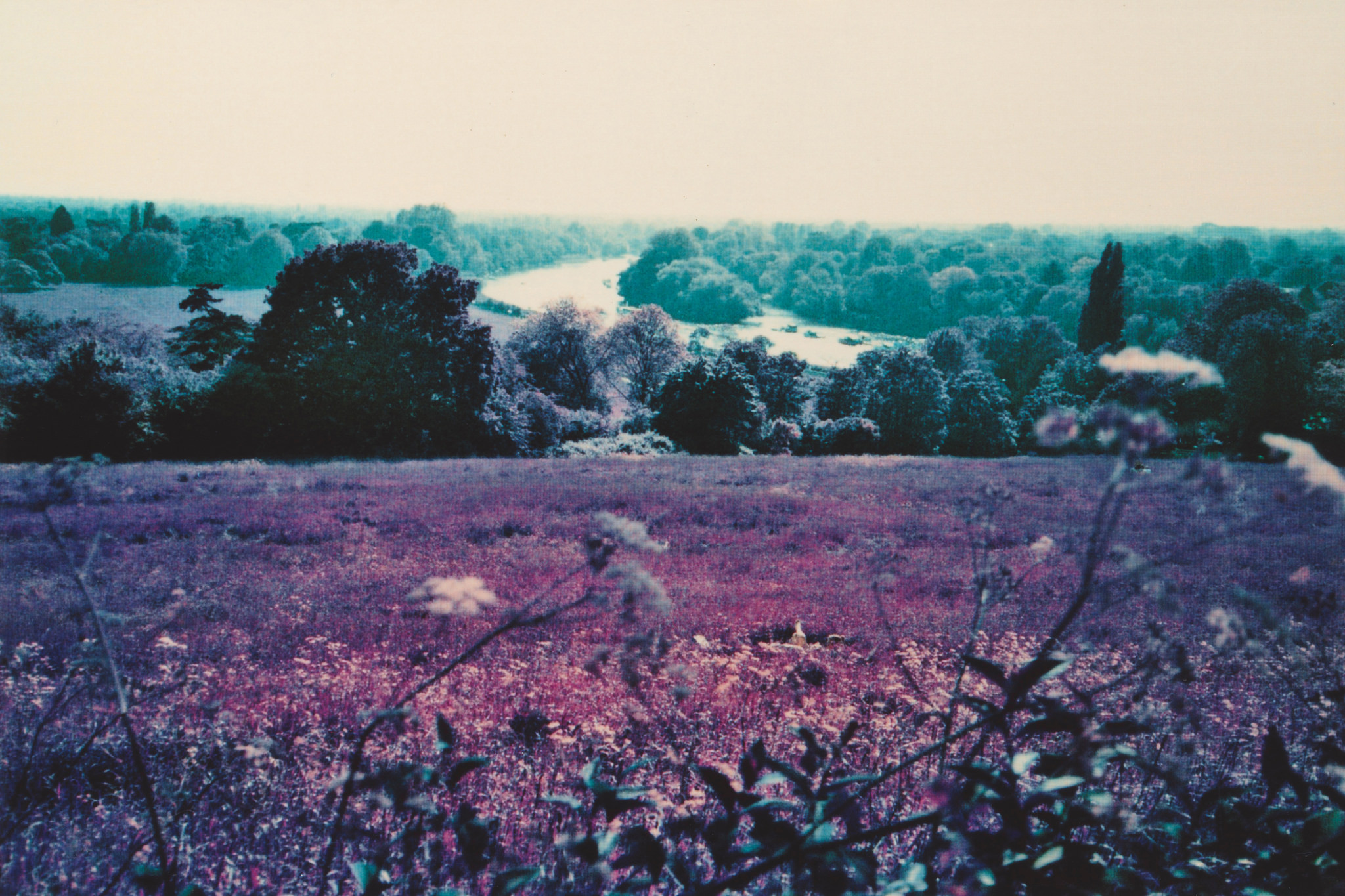 yashicat4camera.jpg