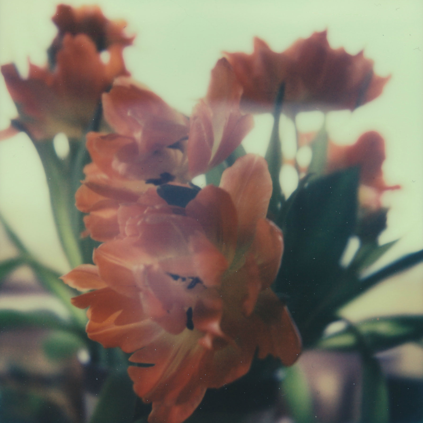 redtulips_sx70_sarahbucher.jpg