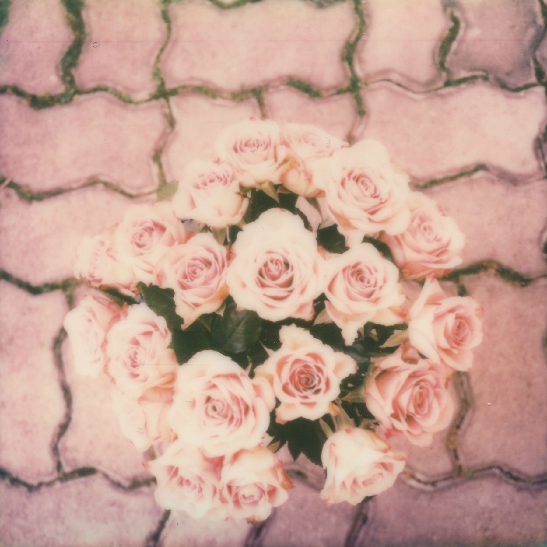 rose_sx70_sarabucher.jpg