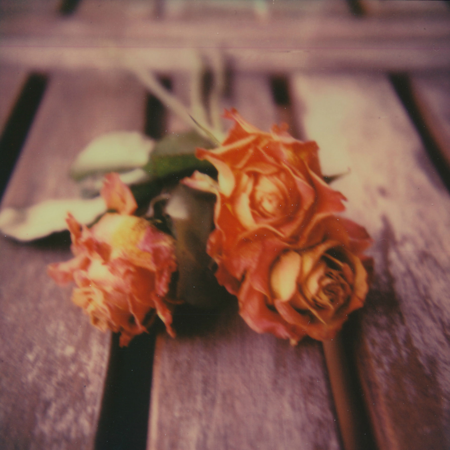 rose_sx70_sarahbucher.jpg