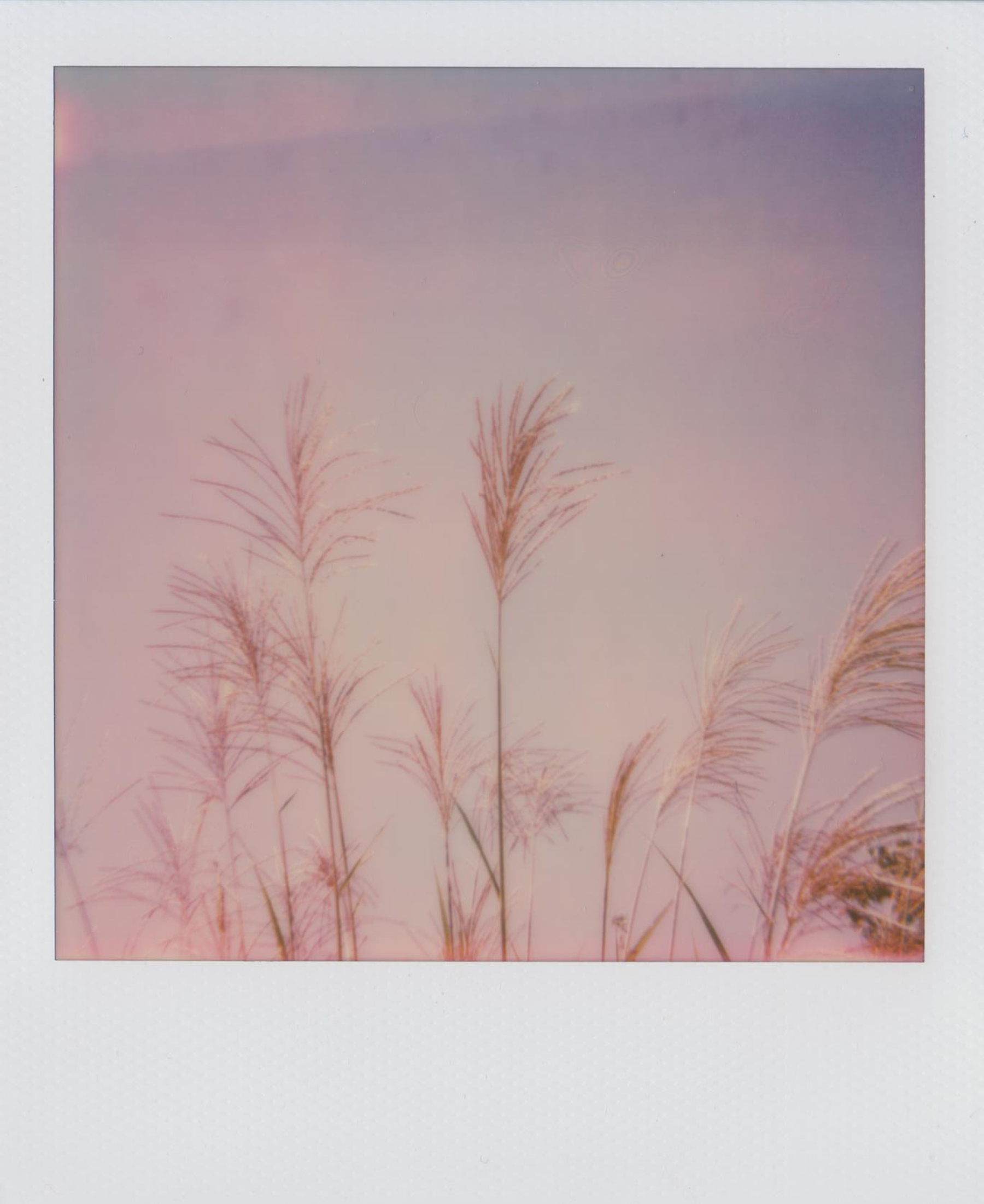 BytheLake_Poalroid230LandCamera_AbigailCrone.jpg