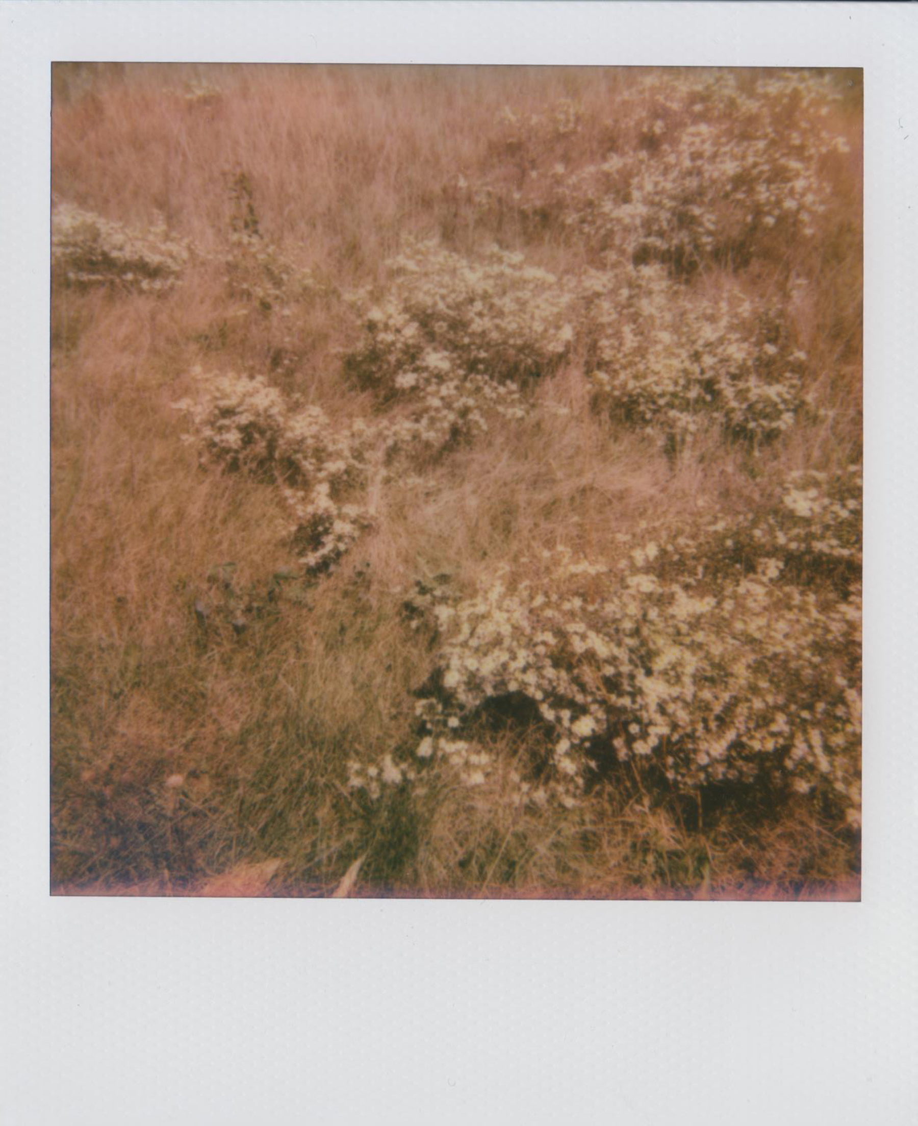 StarryMeadow_Polaroid230LandCamera_AbigailCrone.jpg