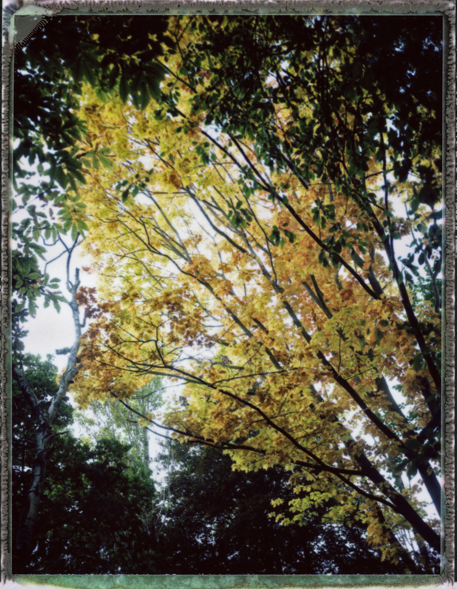 roid134-WR.jpg