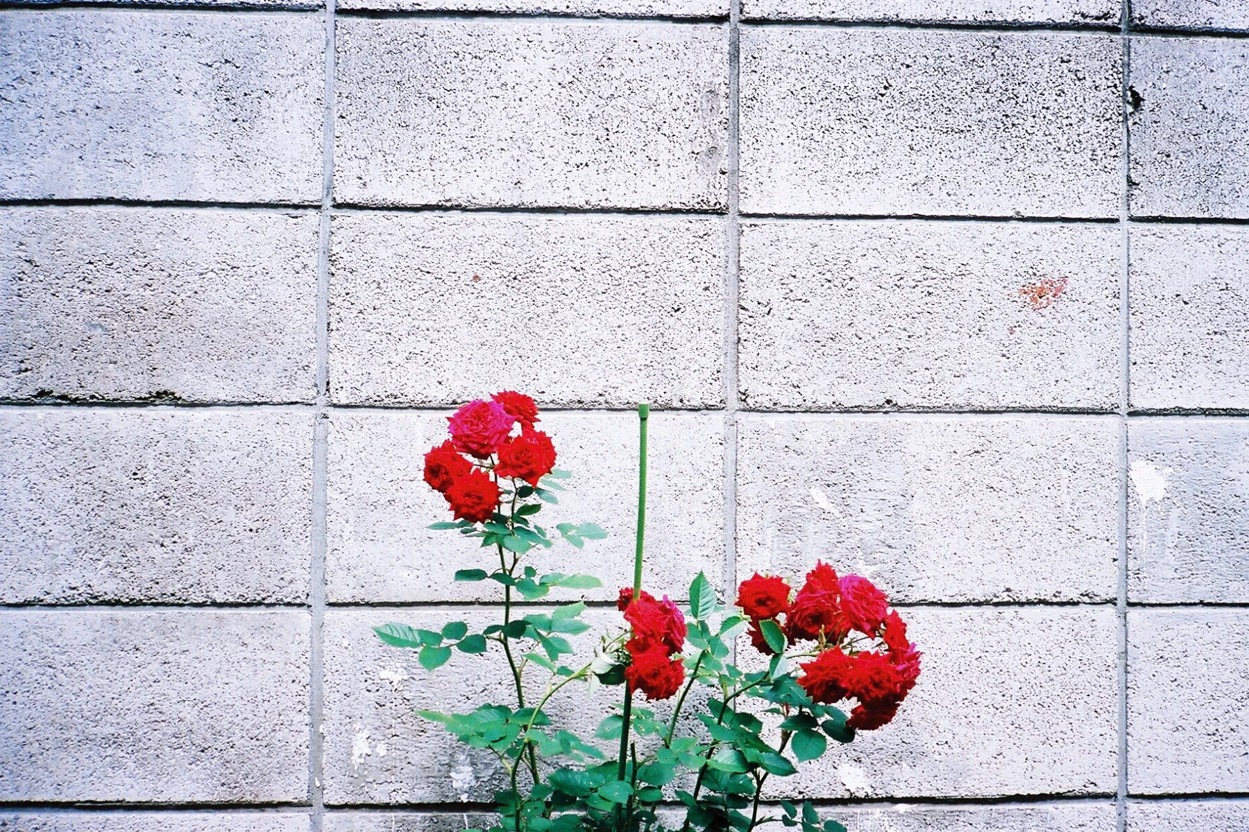 5号Contax II |尼克·普里多(Nick Prideaux)