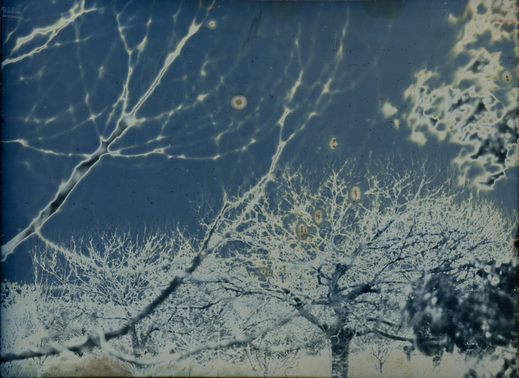 栗子园Orchard_ShenhaoQtrPLtDaguerreRodenstock210_GregWilliamson.jpg