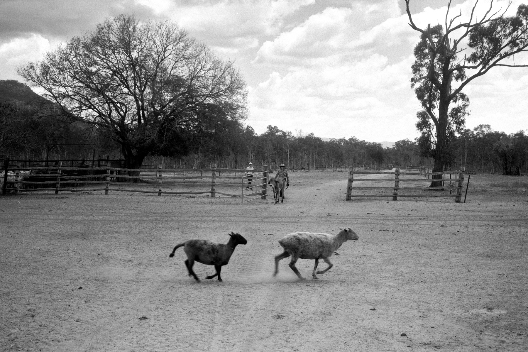 DroughtSheep_FujiGW690III_GregWilliamson.jpg