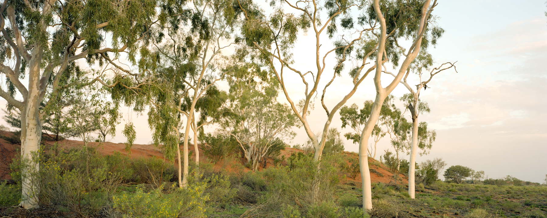 Dune_Shenhao4x5SuperAngulon90_GregWilliamson.jpg