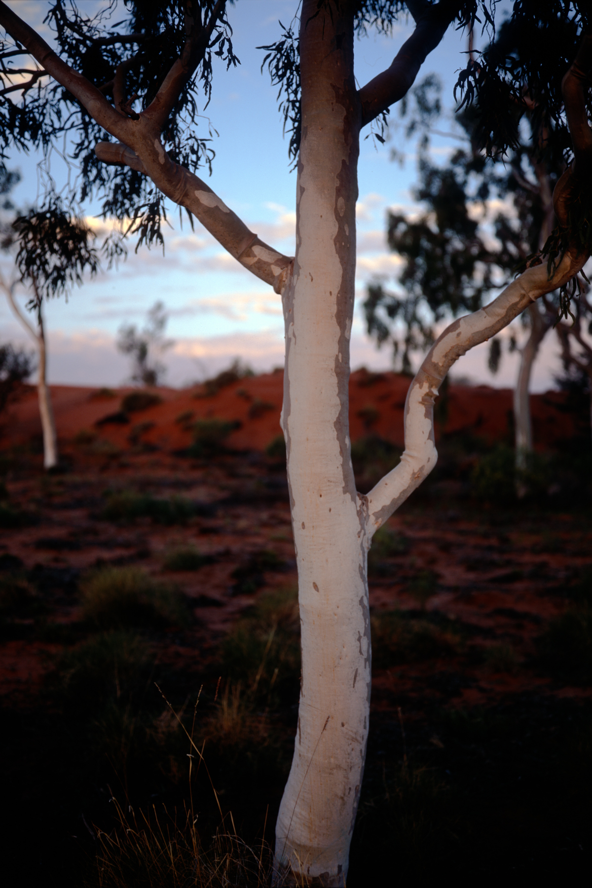 GhostGum_FujiGW690III_GregWilliamson.jpg