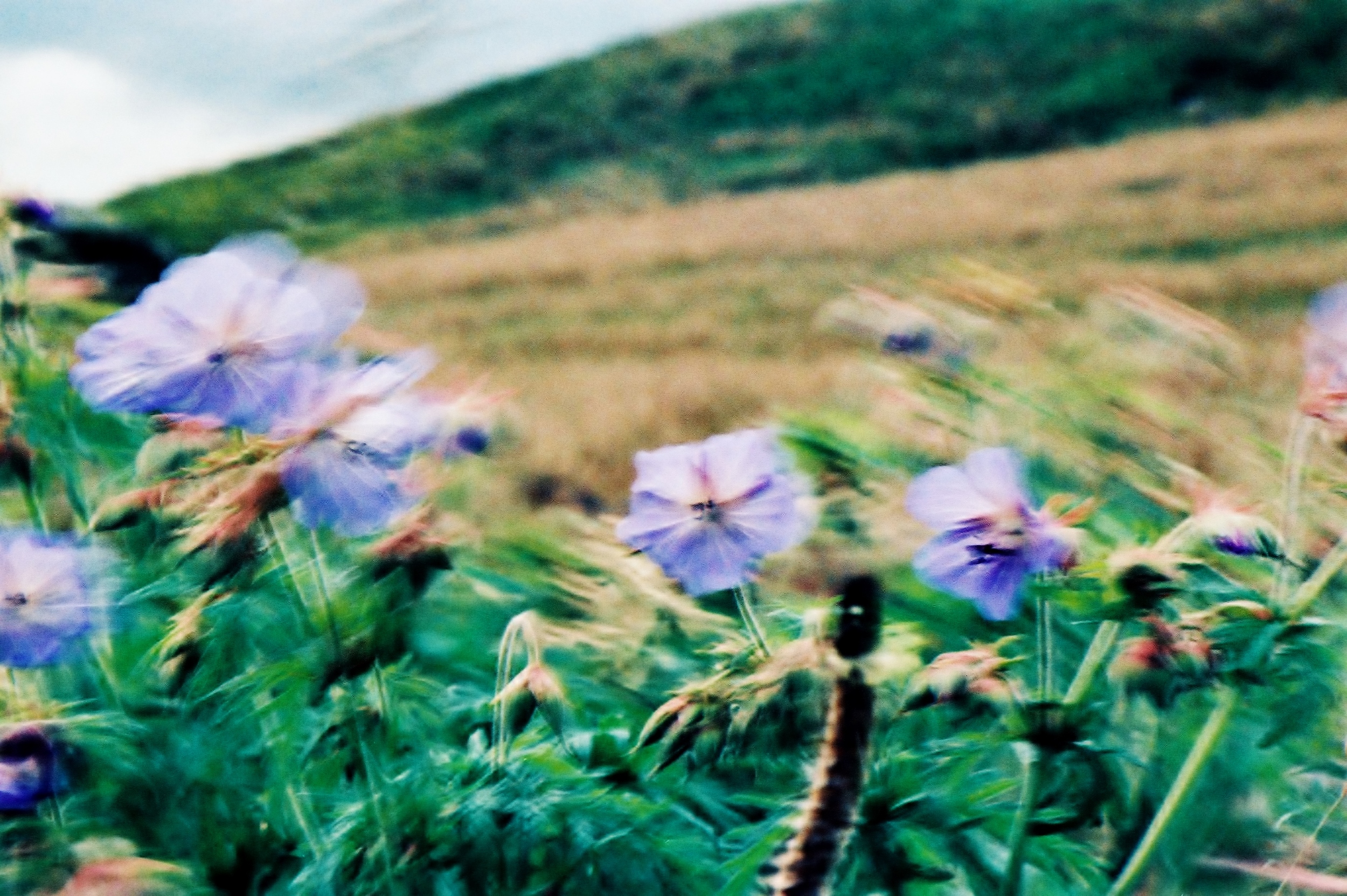 无标题| F90x | Sensia II xpro |露西·温赖特(Lucy Wainwright)
