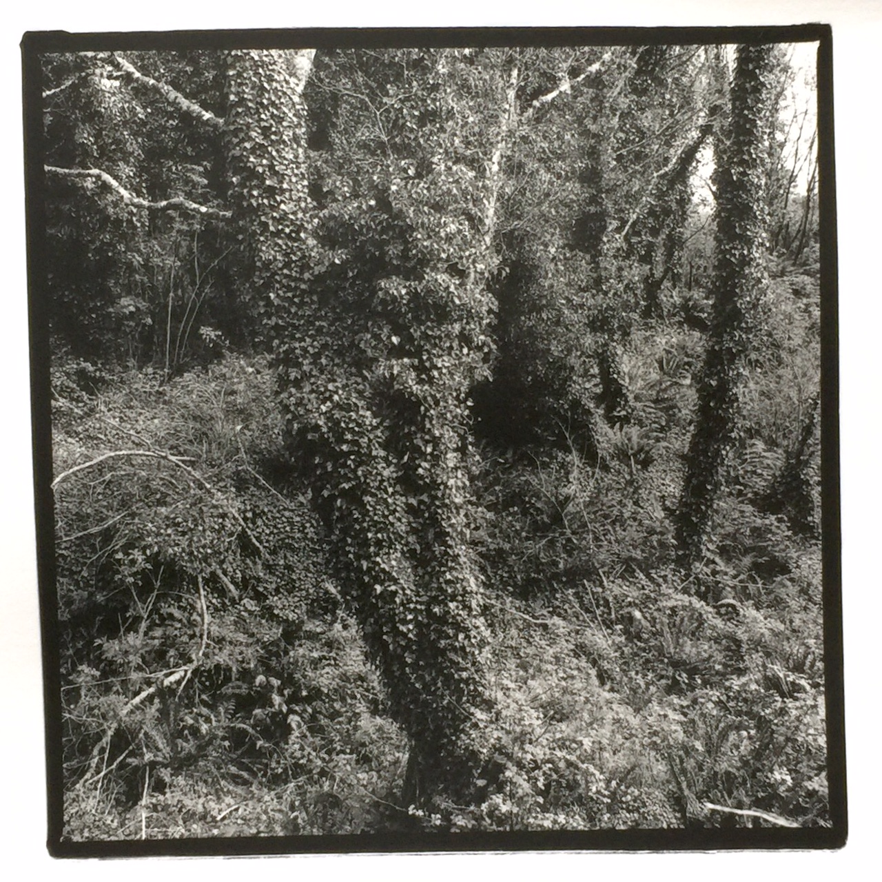 彼得·卡尼格| Netarts房地产|哈苏l80mm Tri-X