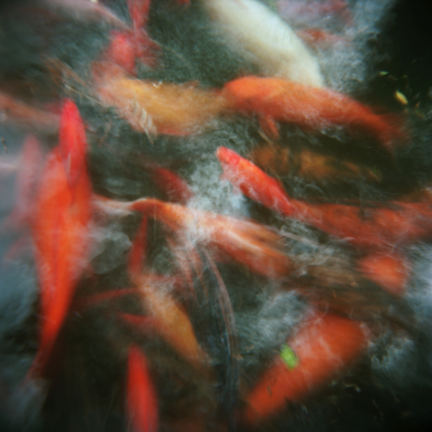 Katt Janson Merilo |锦鲤 Holga | Ektar