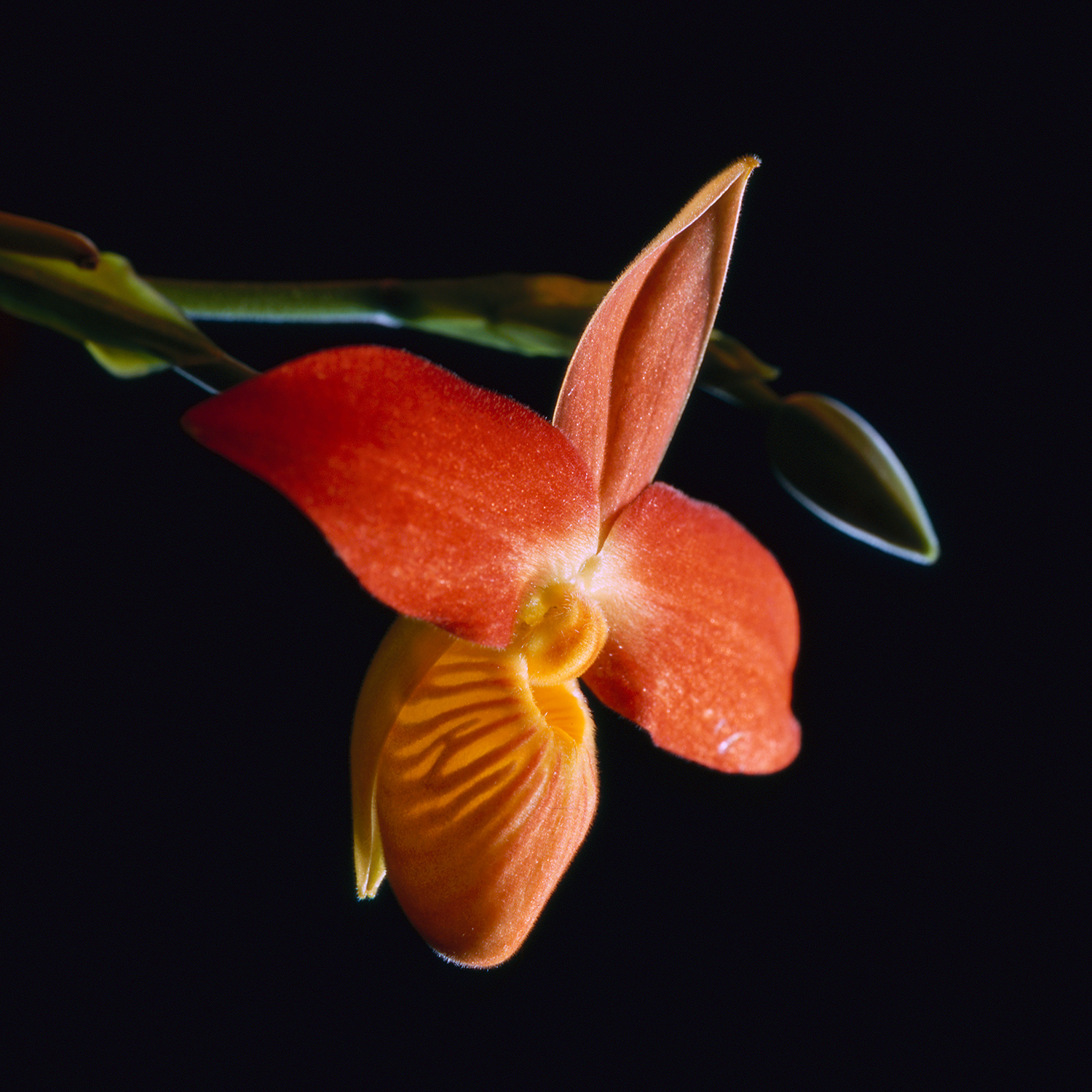 红色兰花|勃朗尼卡广场| 110mm镜头| provia 100f |霍华德·桑德勒