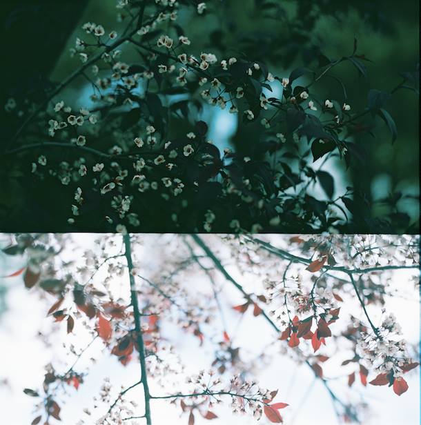 樱桃树|佳能TL | 50毫米|柯达Ektar100 |珍妮弗·巴蒂斯(Jennifer Battis)