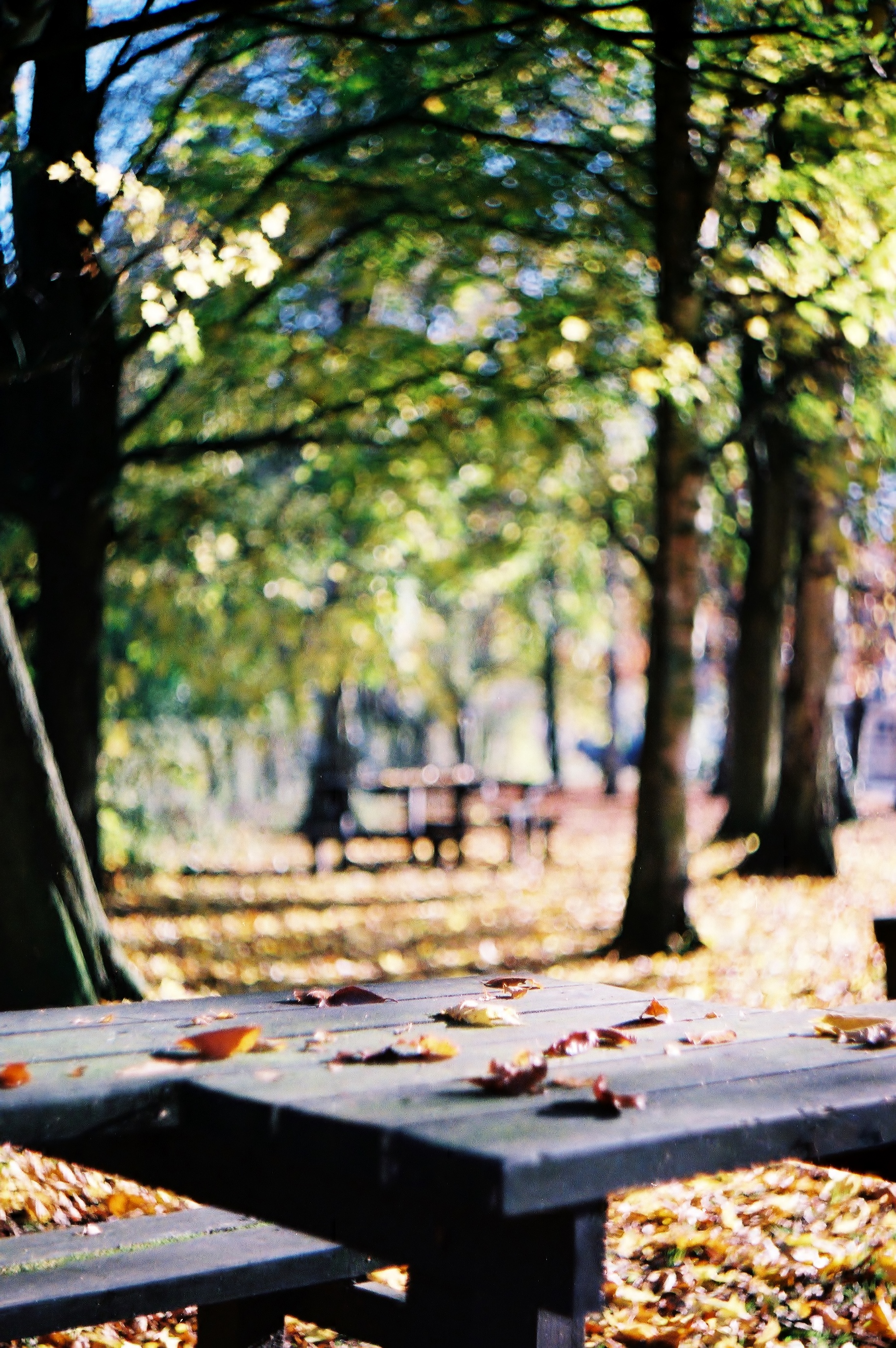 无标题|宾得Pro A | Helios 44m | Superia 1600 |露西·温赖特(Lucy Wainwright)
