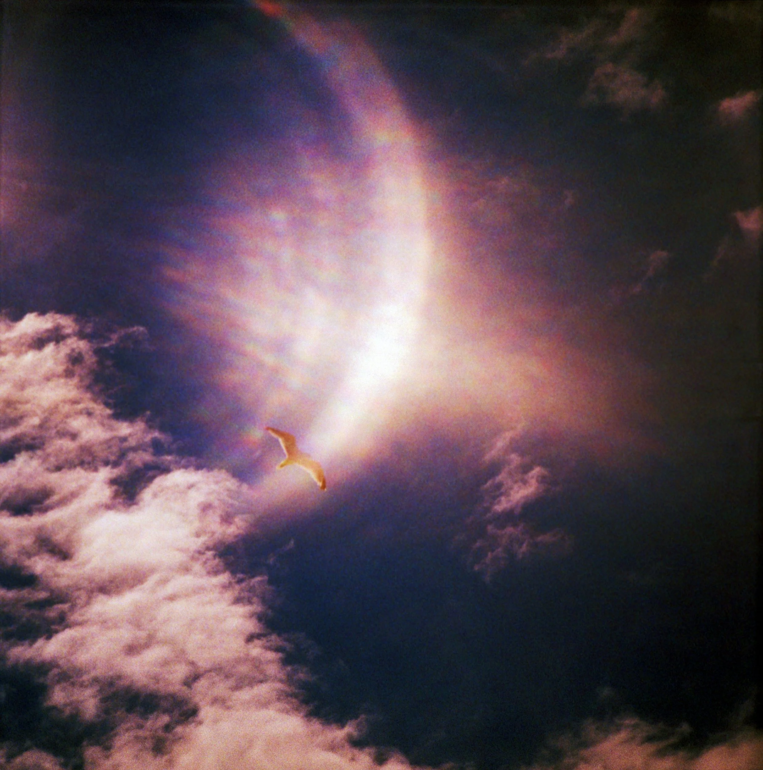 无标题| Diana F + | Ektachrome Xpro |露西·温赖特(Lucy Wainwright)