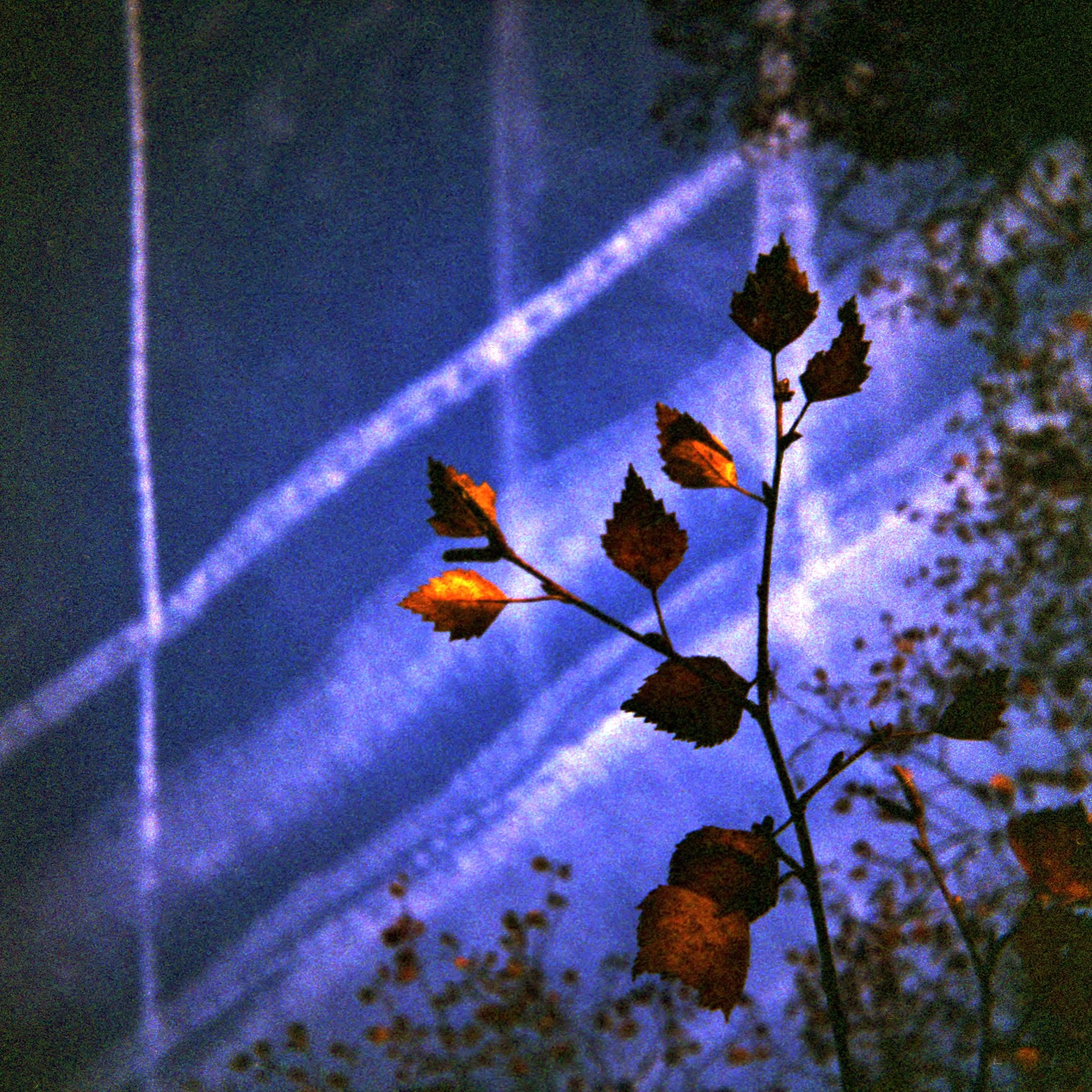 树叶和线条| DianaF |超宽38mm | Lomography 800 |露西·温赖特(Lucy Wainwright)
