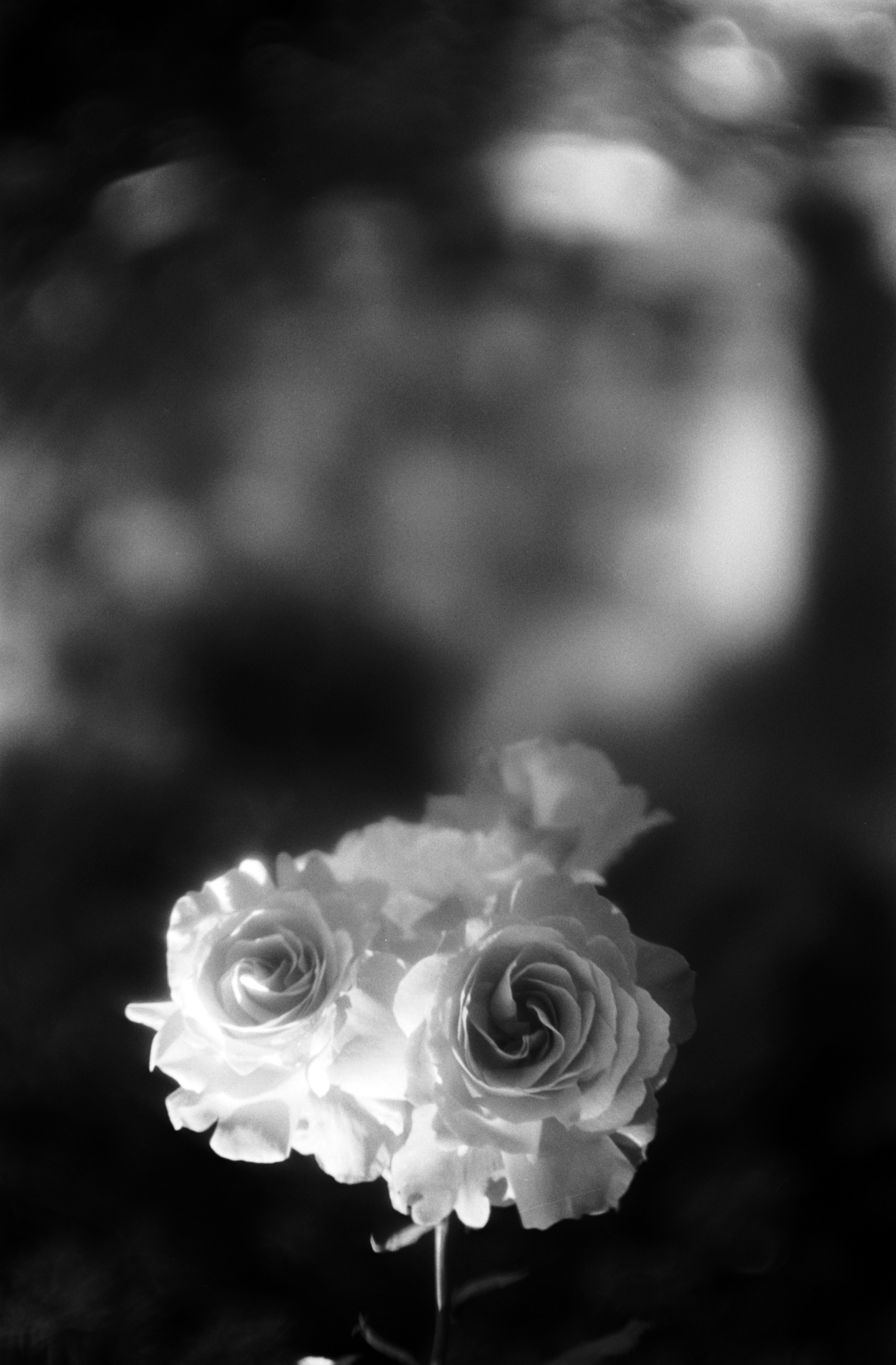 路边花束|佳能AE1 50mm 1.4 TMax100 |凯特·詹森·梅里洛