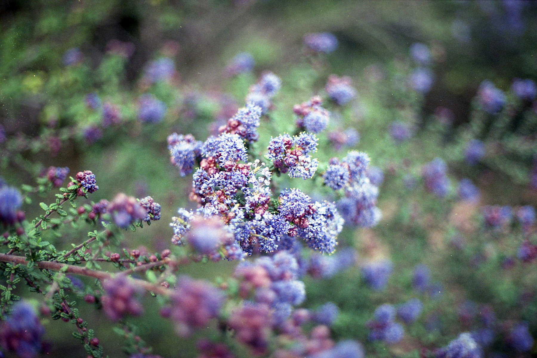 更新|佳能ae1程序50mm f1.8柯达colorplus 200 |拉菲尔·雷恩