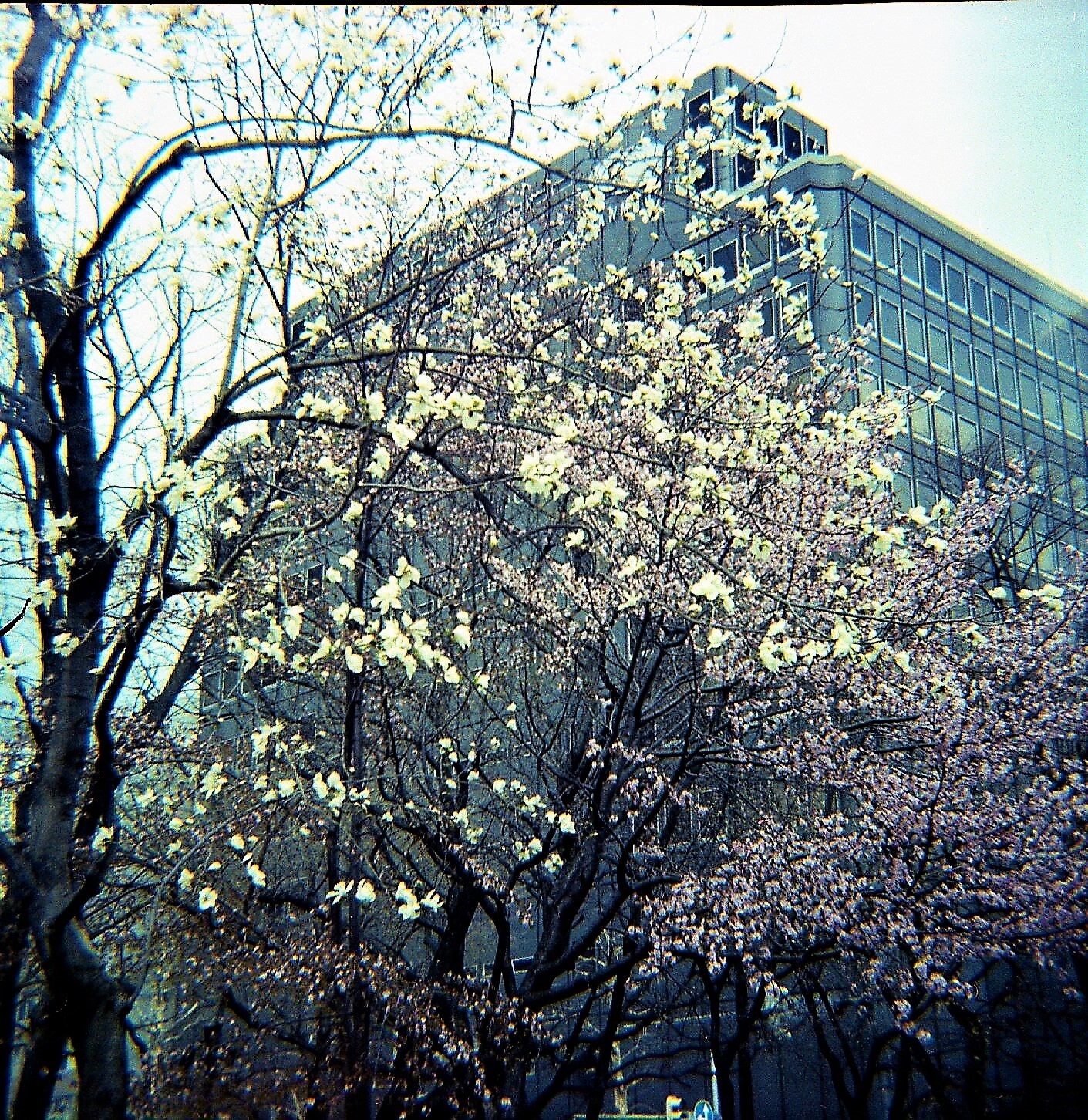 札幌春天Diana F + | Portra 100 |芭芭拉·默里