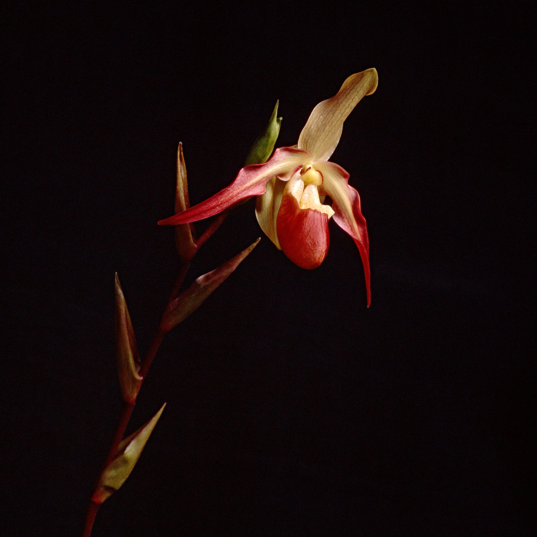 女士拖鞋| Bronica SQA | 110mm镜头|富士Provia |霍华德·桑德勒