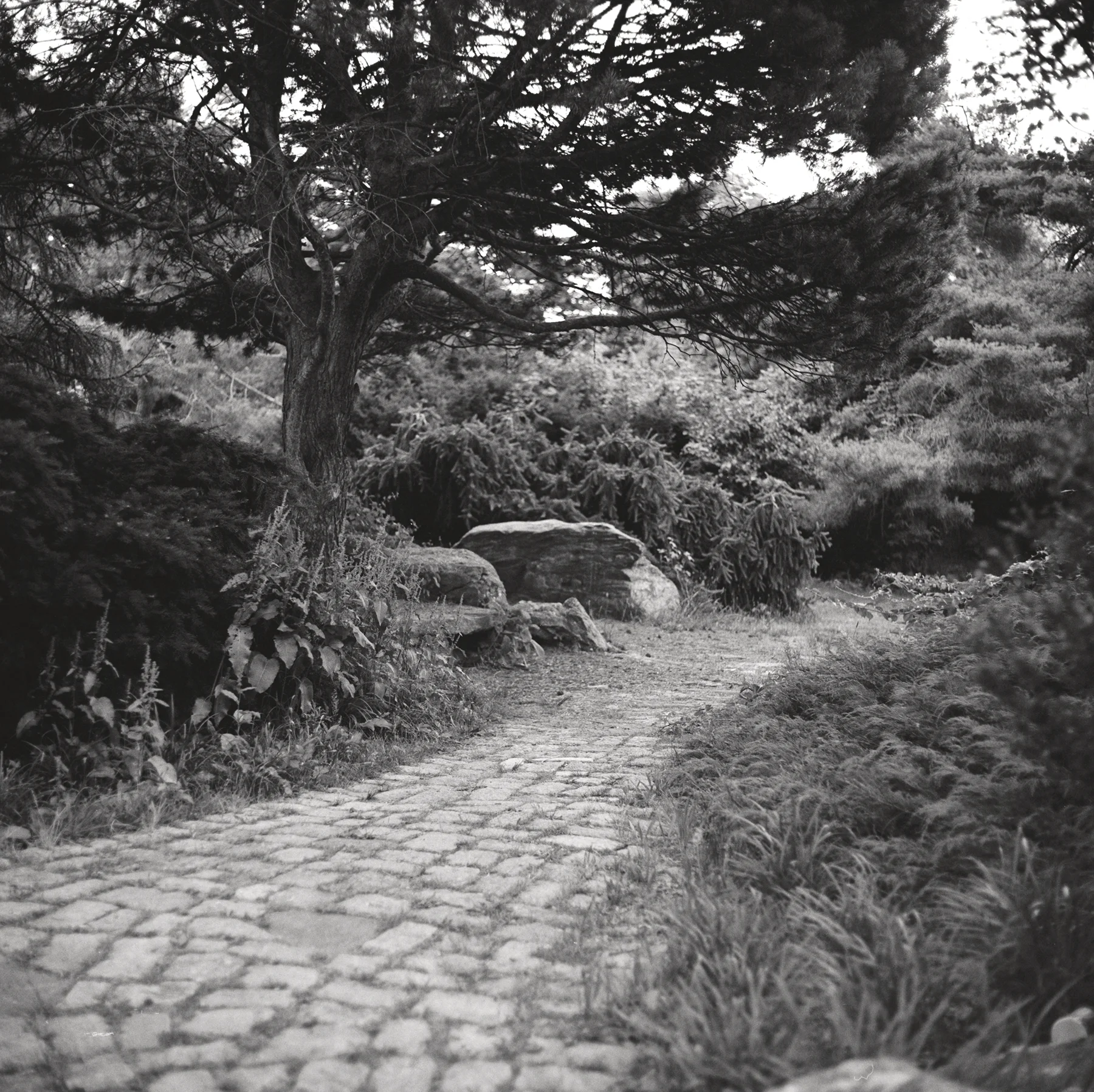 日本花园小径基辅60 | TMax 400 |伊恩·罗斯(Ian Ross)