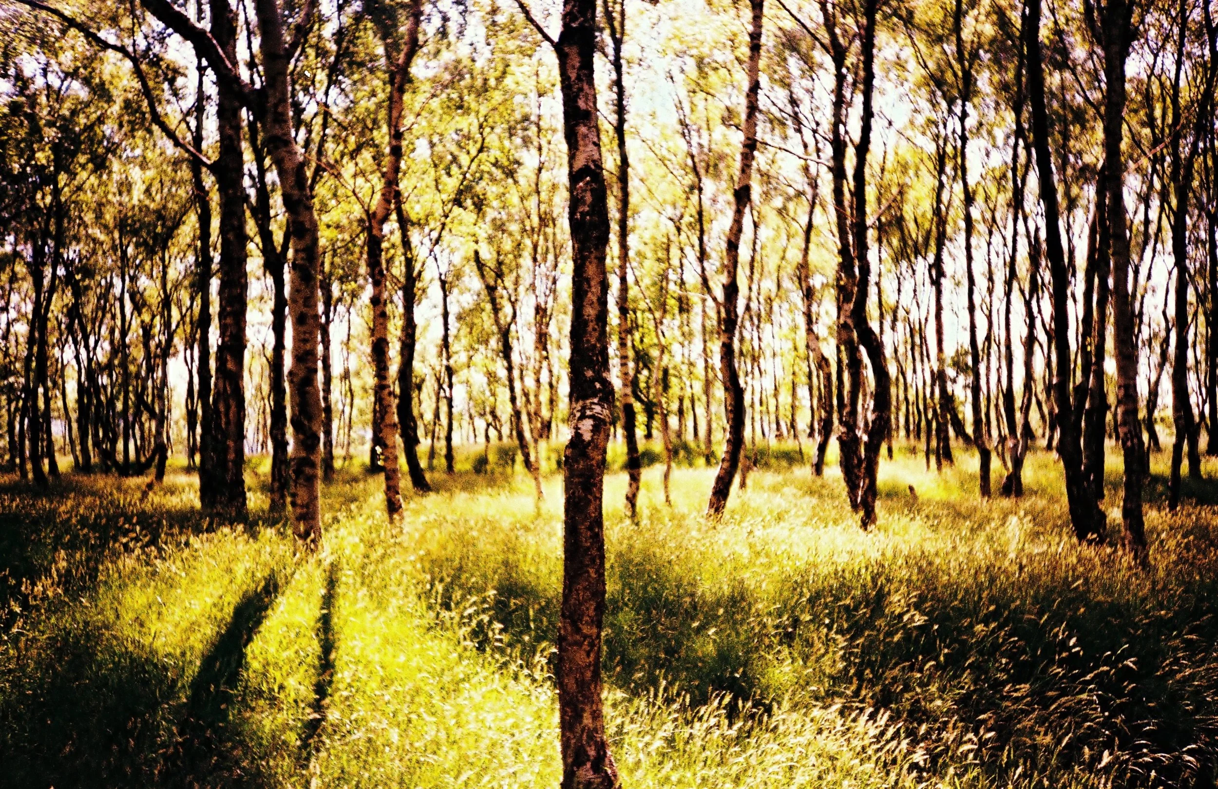 Lomo LCA | Sensia | xpro |露西·温赖特(Lucy Wainwright)