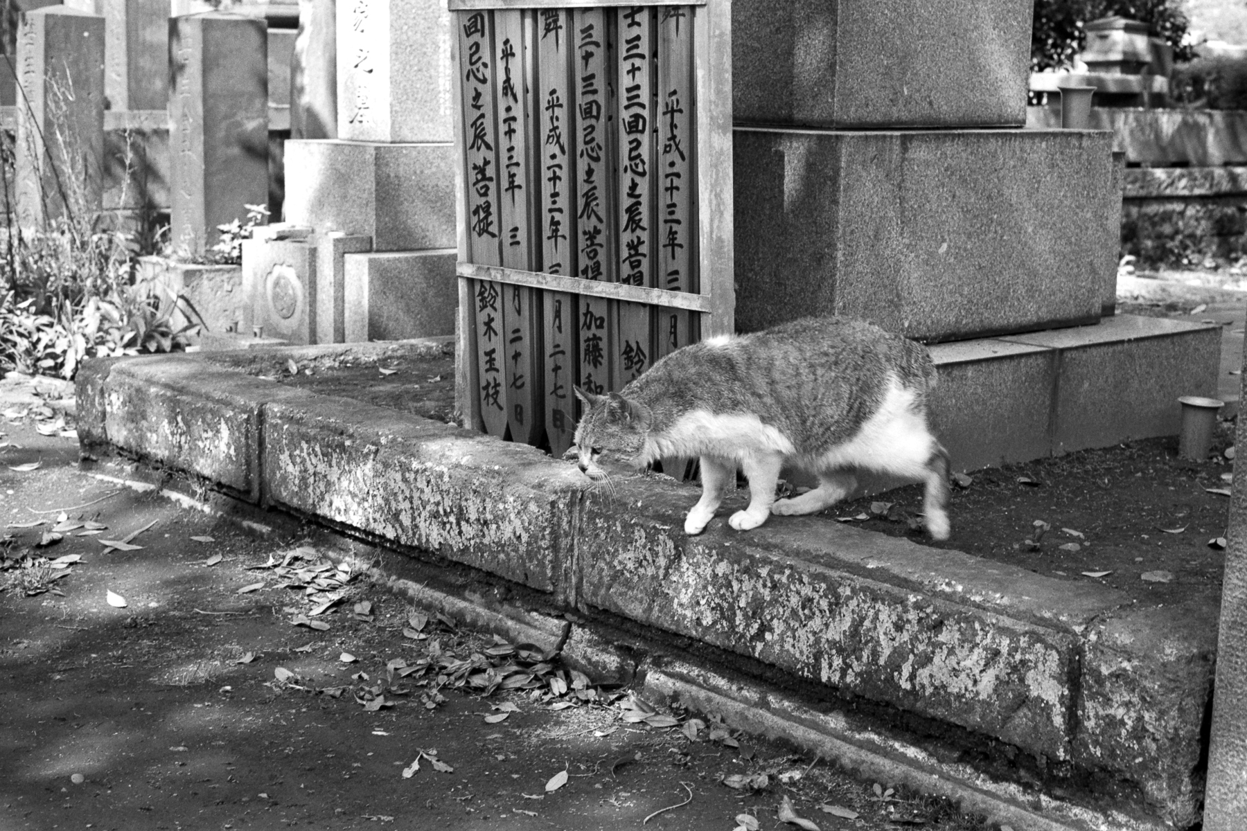 祖猫|徕卡M3 |格雷格·威廉姆森