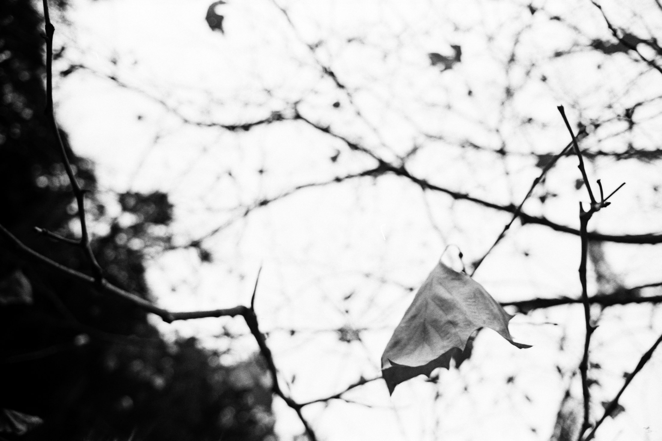 旭宾得Spotmatic-Silberra Pan 160 @ 160-D76 1 + 1
