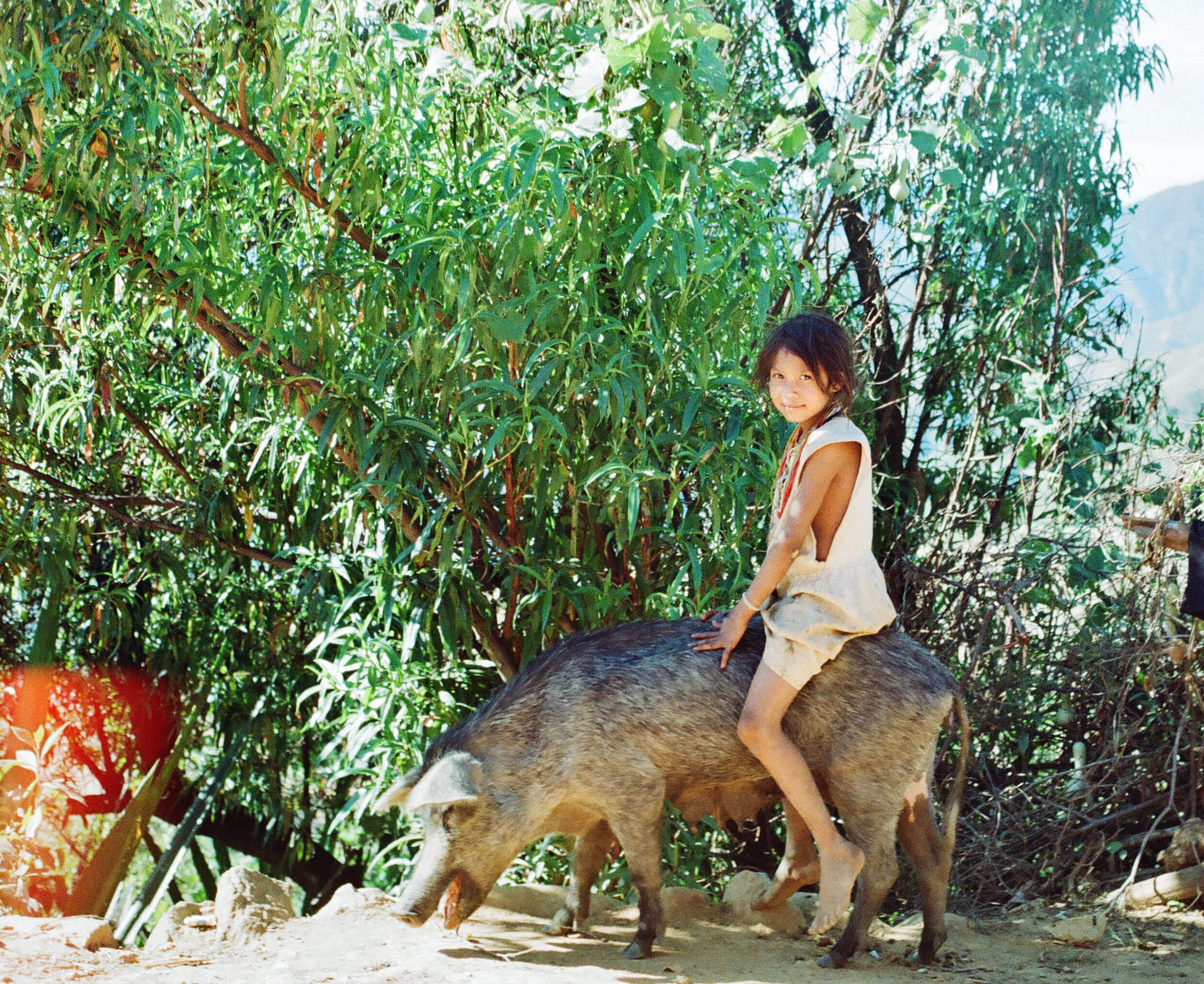 Jinga y puerca negra / Arhuaco女孩,来自内华达山脉圣玛尔塔,骑着猪
