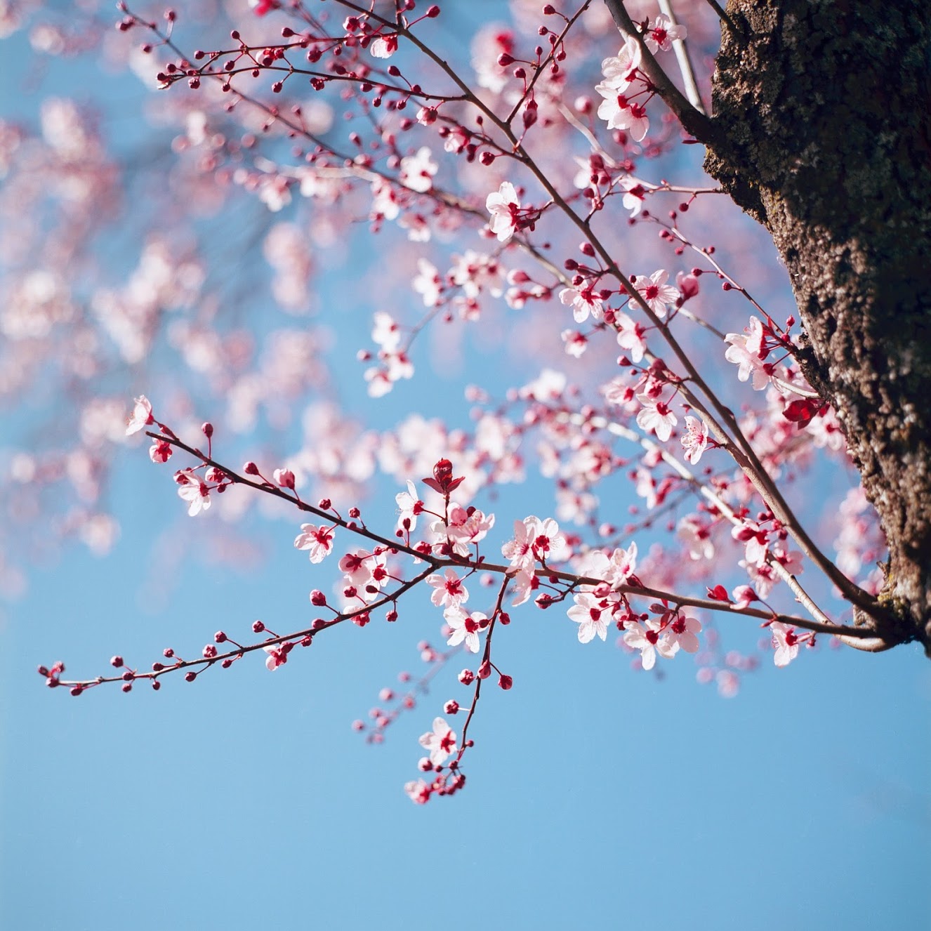 Zenza 勃朗尼卡S2 |尼克尔P 75 / 2.8 |柯达Ektar 100