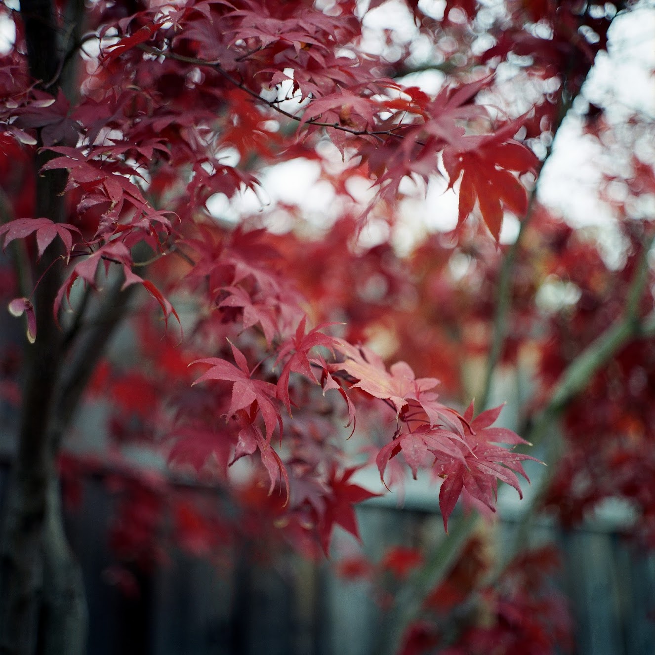 Zenza 勃朗尼卡S2 |尼克尔P 75 / 2.8 |柯达Portra 400