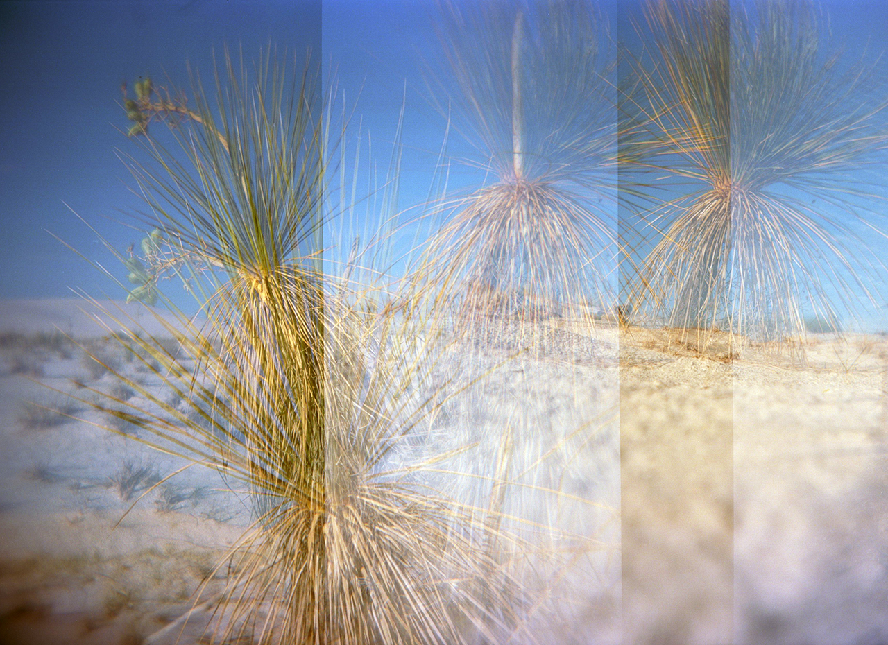 沙漠混乱| Holga 120TLR |芭芭拉·正义(Barbara Justice)