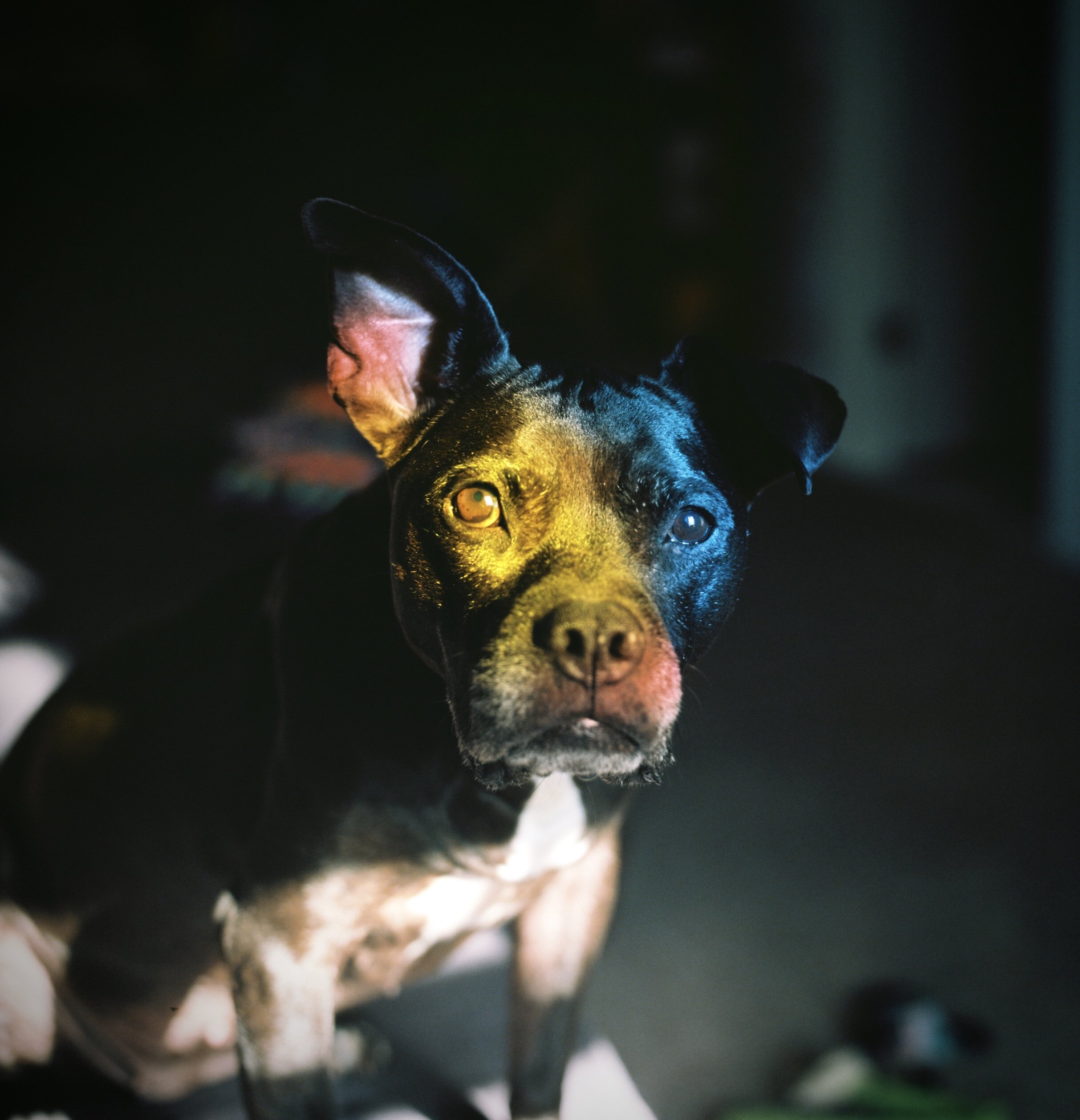 钻石|哈苏500c |柯达Ektar100 |珍妮弗·巴蒂斯(Jennifer Battis)