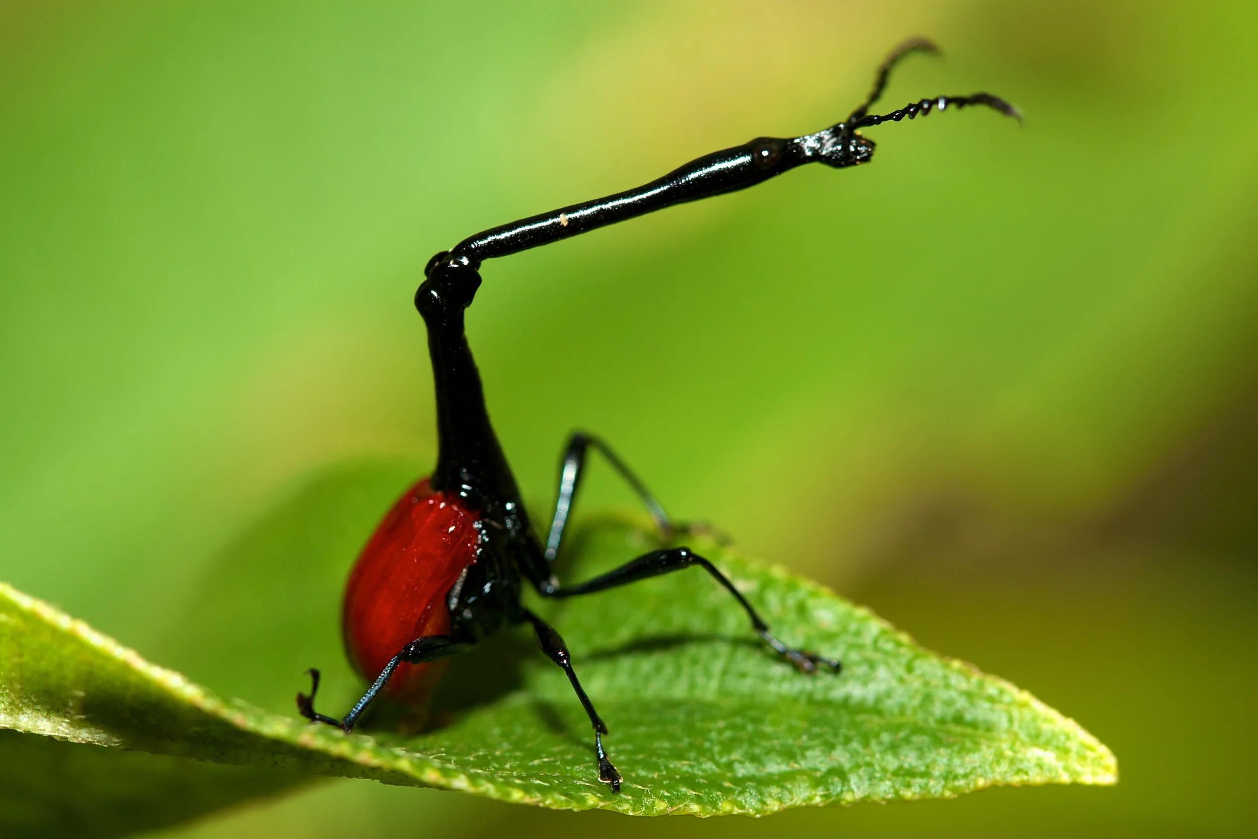 Жук Trachelophorus Giraffa