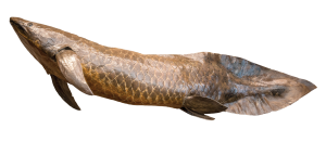 LungFish-1-300x131.png