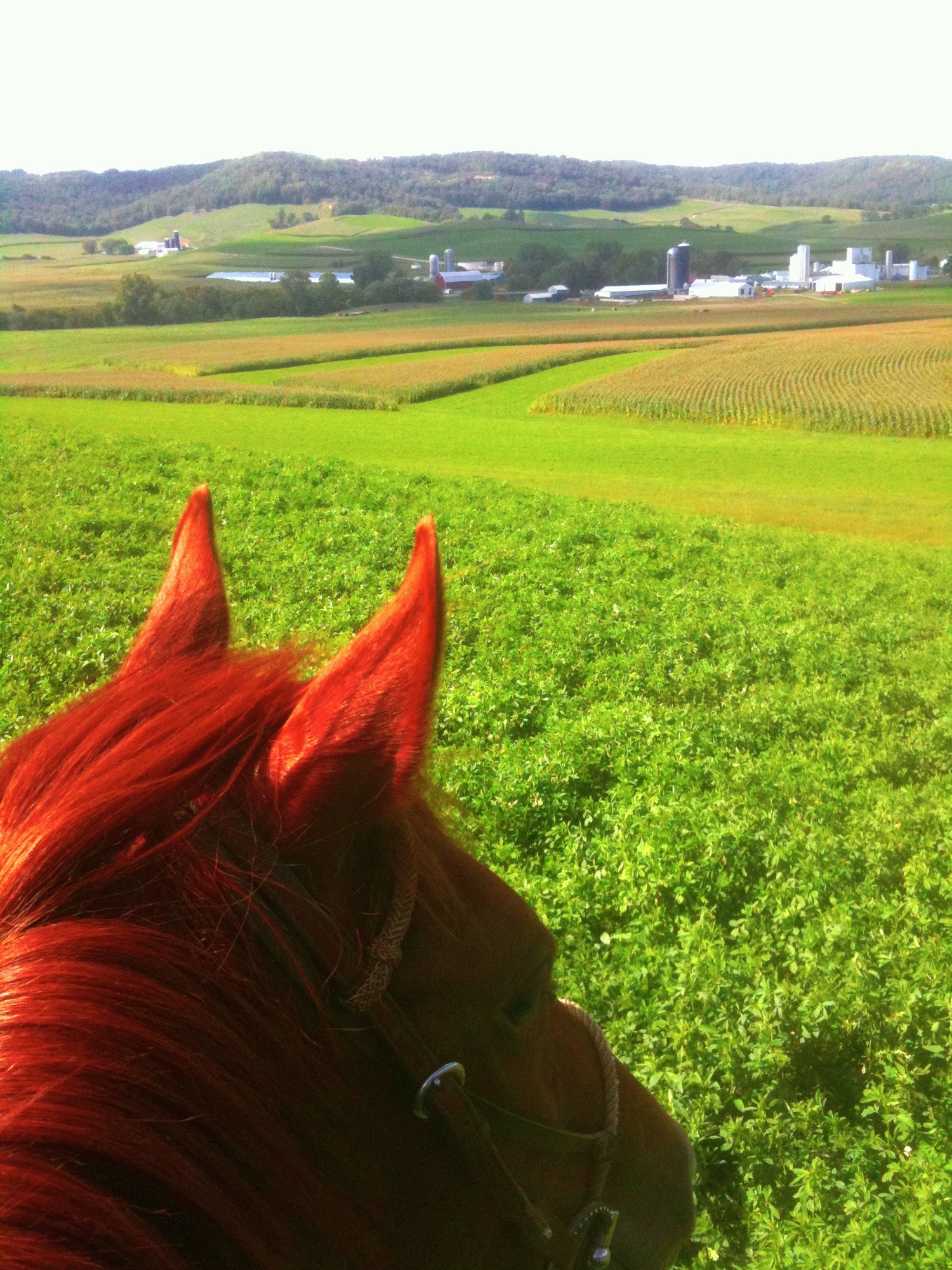 Nettie Rosenow Performance Horses