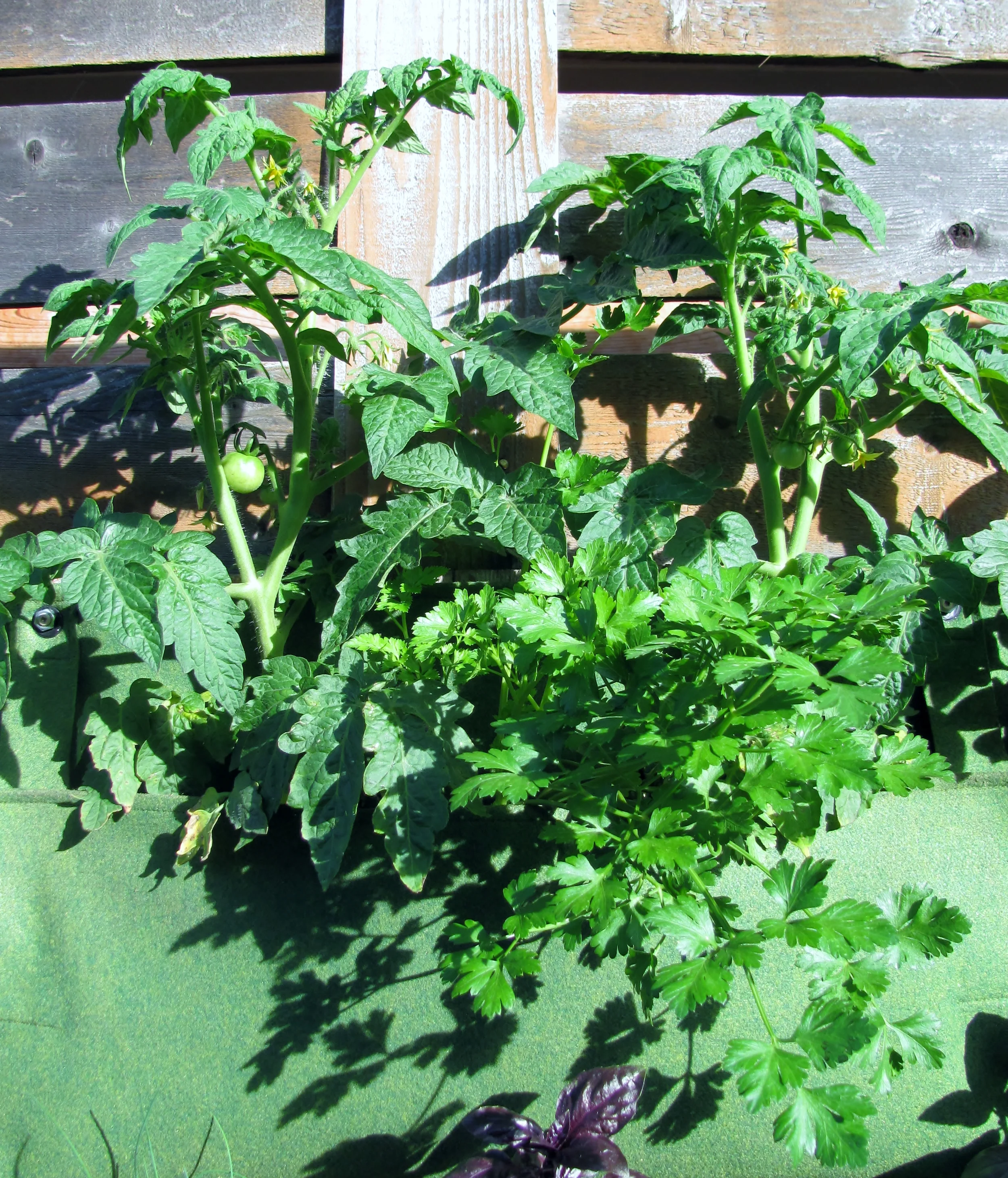 Patio Tomatoes Woolly Living Wall Planter Edible Walls