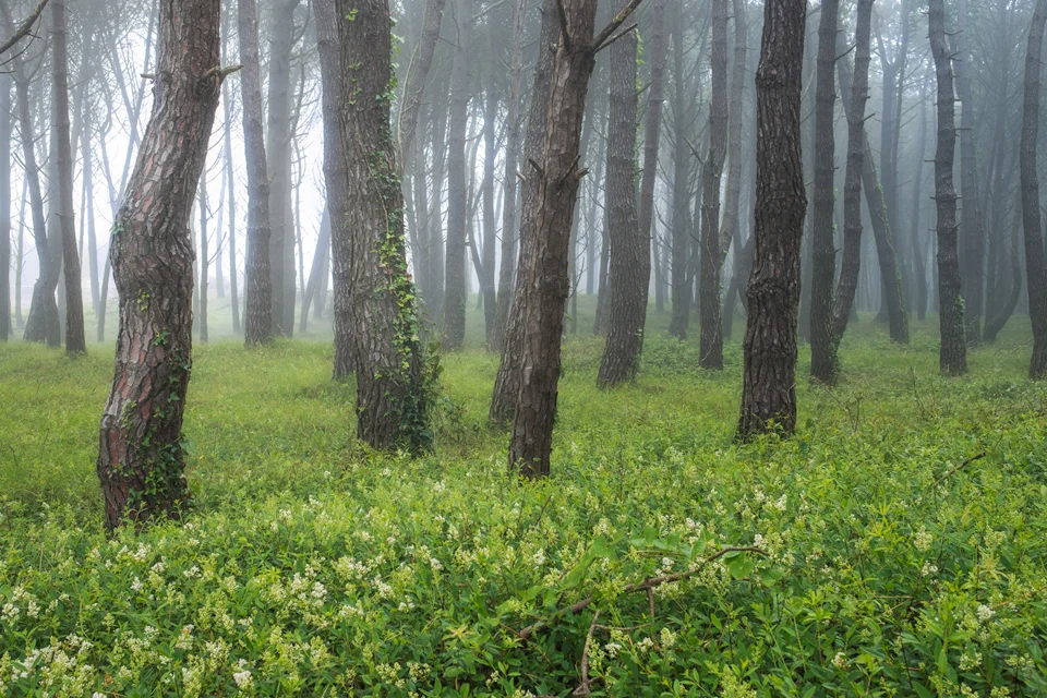 LOS-PINARES-DE-LIENCRES-FOG.JPG