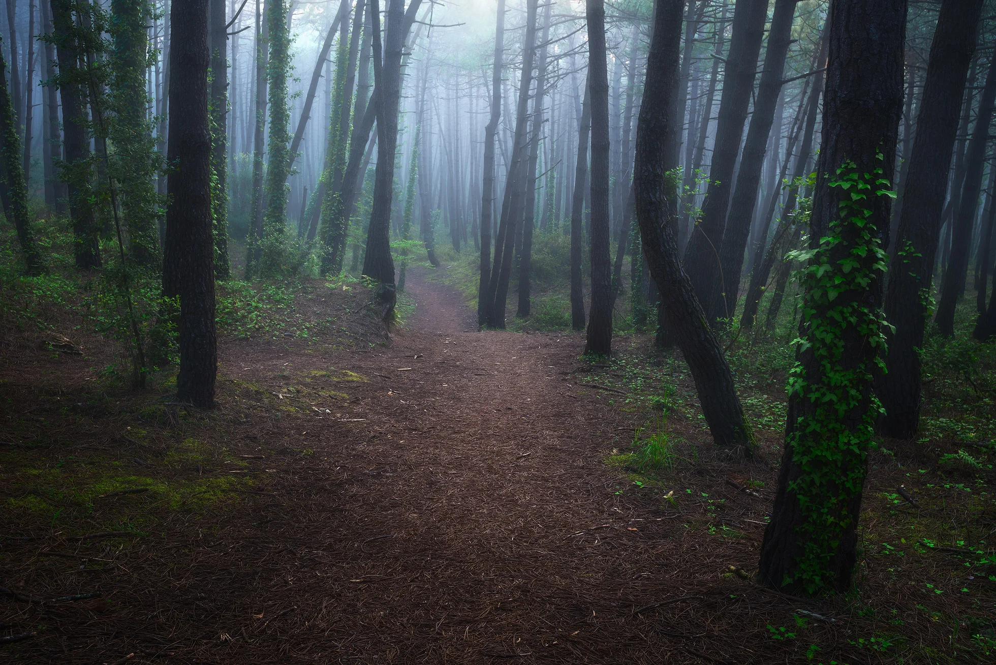 Liencres-Foggy-Woods.jpg